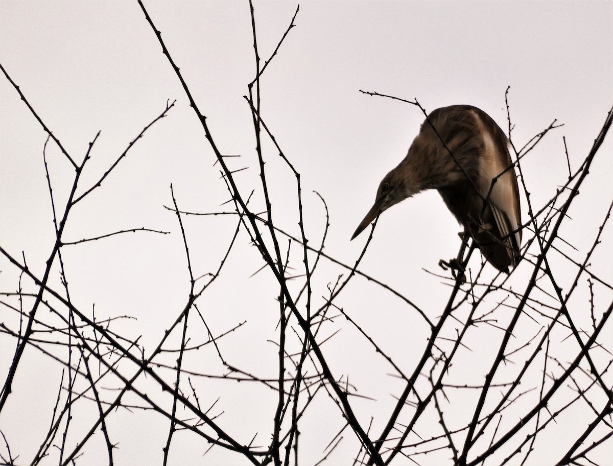 Indian Pond-Heron - ML608846803