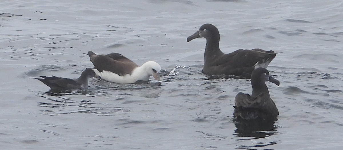 albatros laysanský - ML608846874
