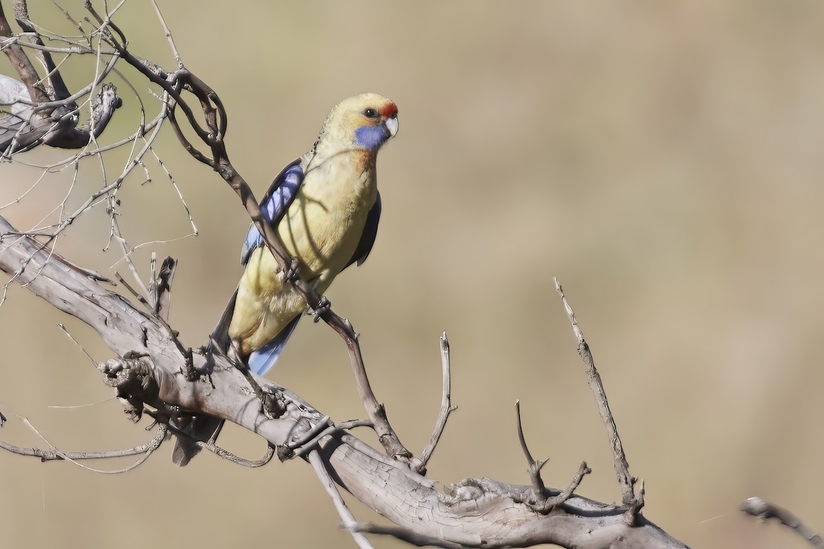 rødrosella (flaveolus) (gulrosella) - ML608846886