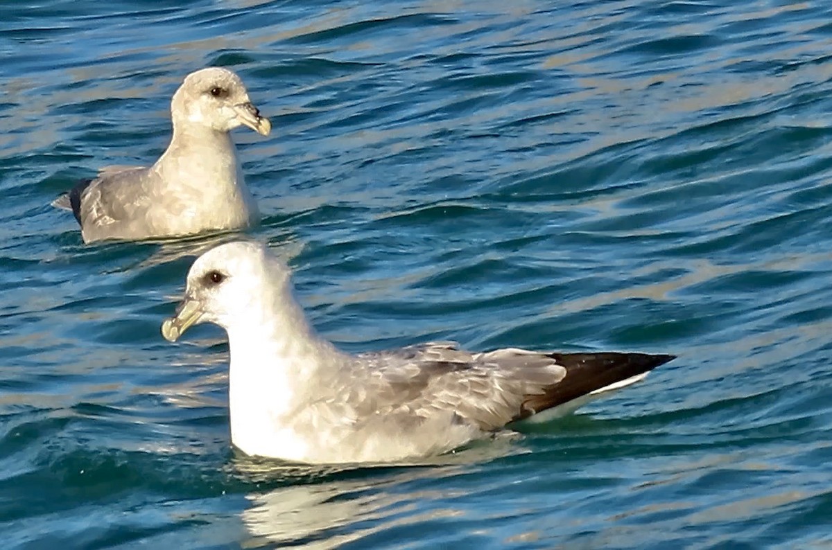 Northern Fulmar - ML608846947