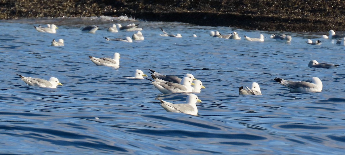 Gaviota Tridáctila - ML608846977