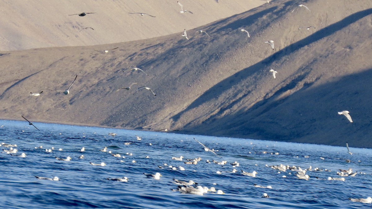 Black-legged Kittiwake - ML608846979