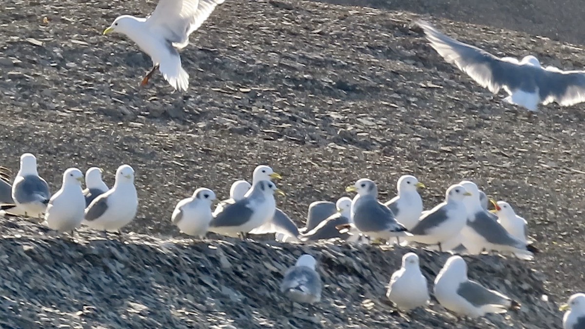 Black-legged Kittiwake - ML608846982