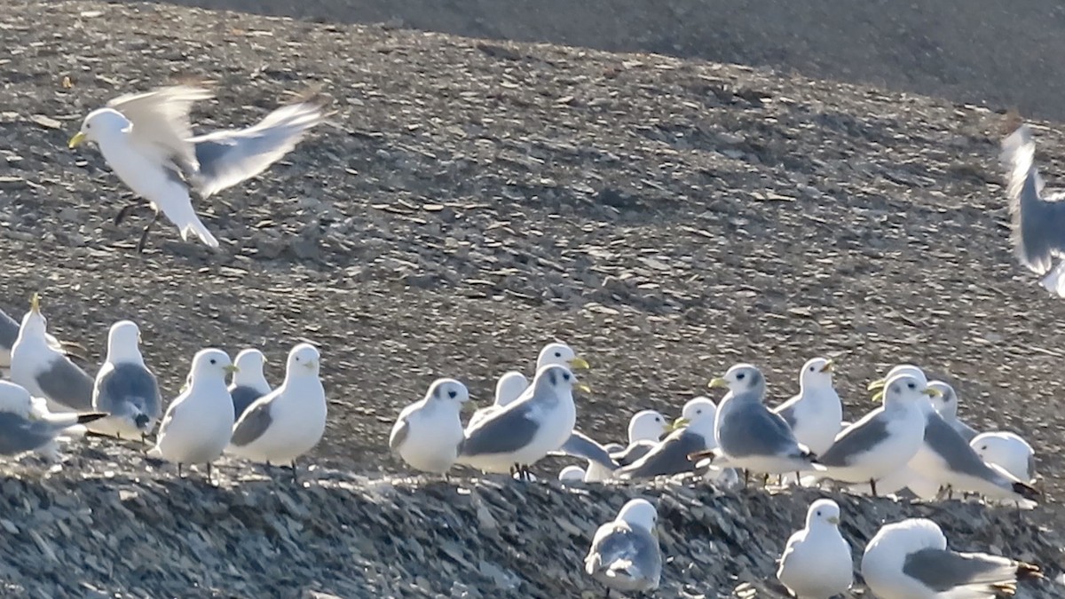 Black-legged Kittiwake - ML608846986