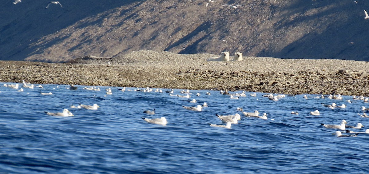 Mouette tridactyle - ML608846992