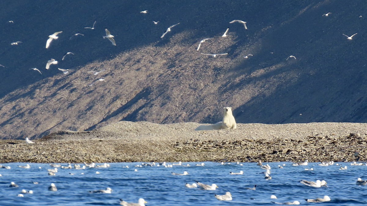 Black-legged Kittiwake - ML608846993