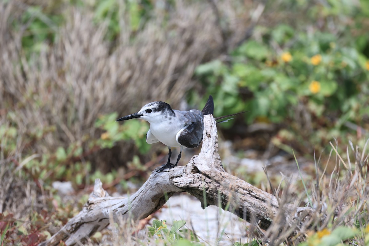 rybák uzdičkový - ML608847040