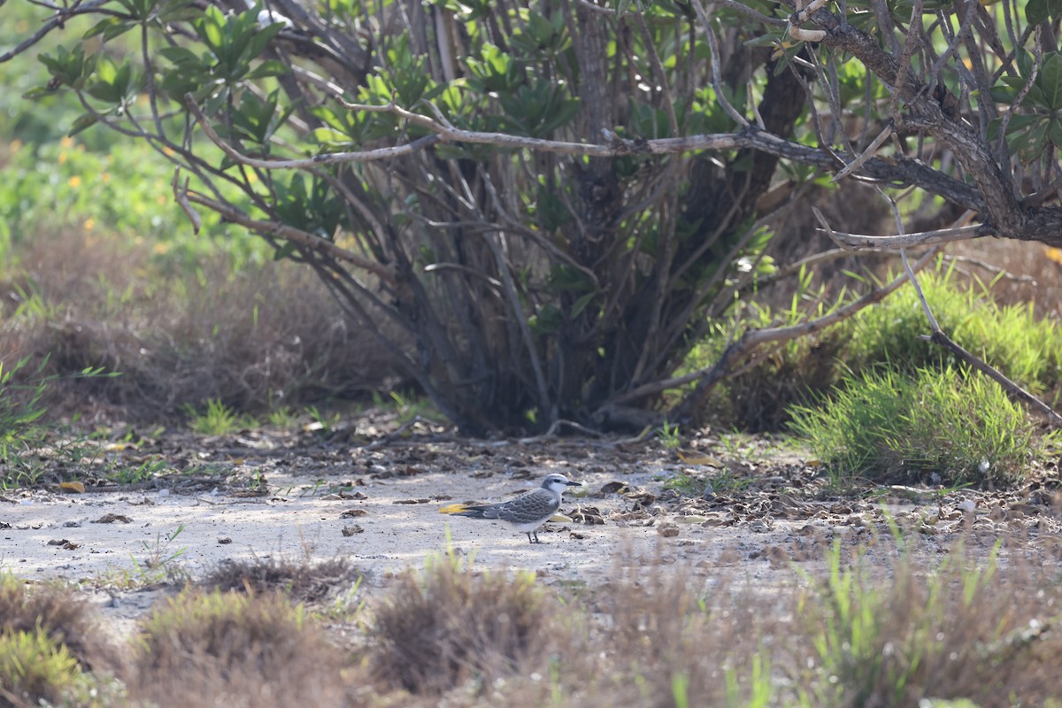 Gray-backed Tern - Chris Thompson