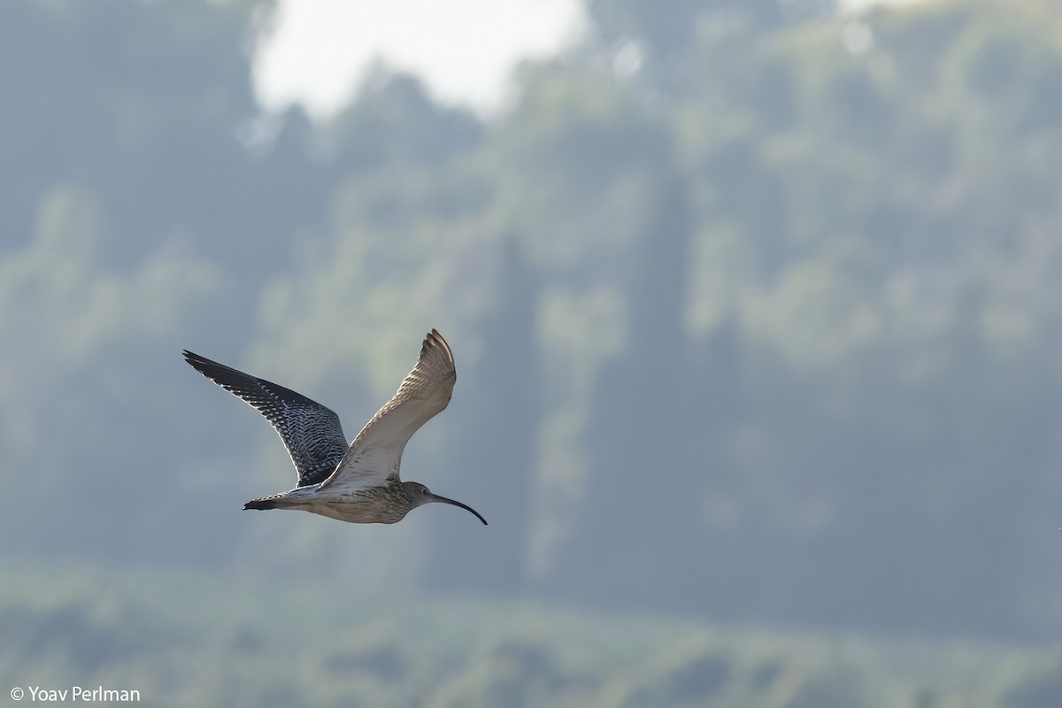 Eurasian Curlew - ML608847053