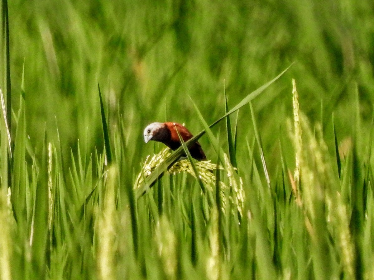 White-capped Munia - ML608847071