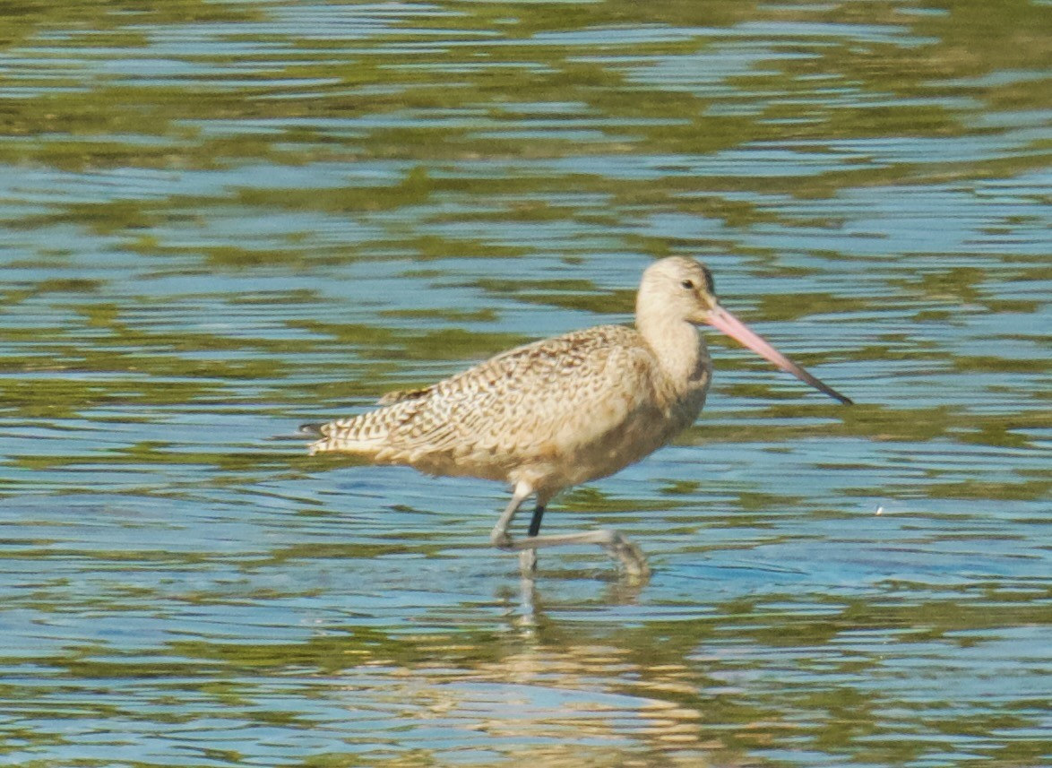 Marbled Godwit - ML608847093