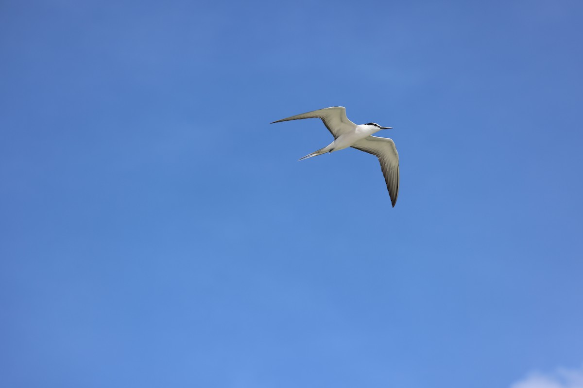 rybák uzdičkový - ML608847103