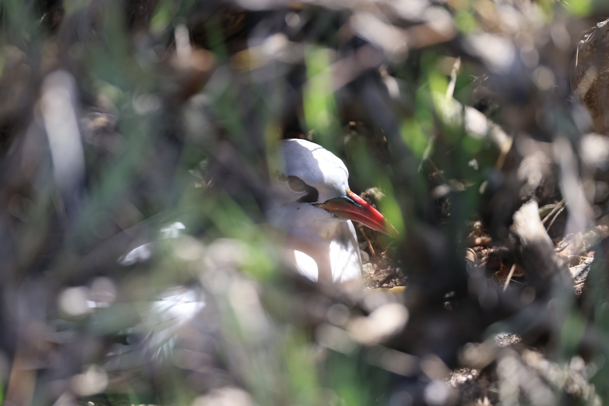 Red-tailed Tropicbird - ML608847108