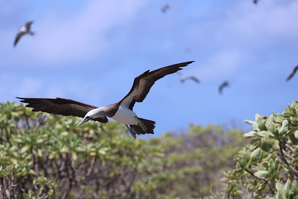 Brown Booby - ML608847119