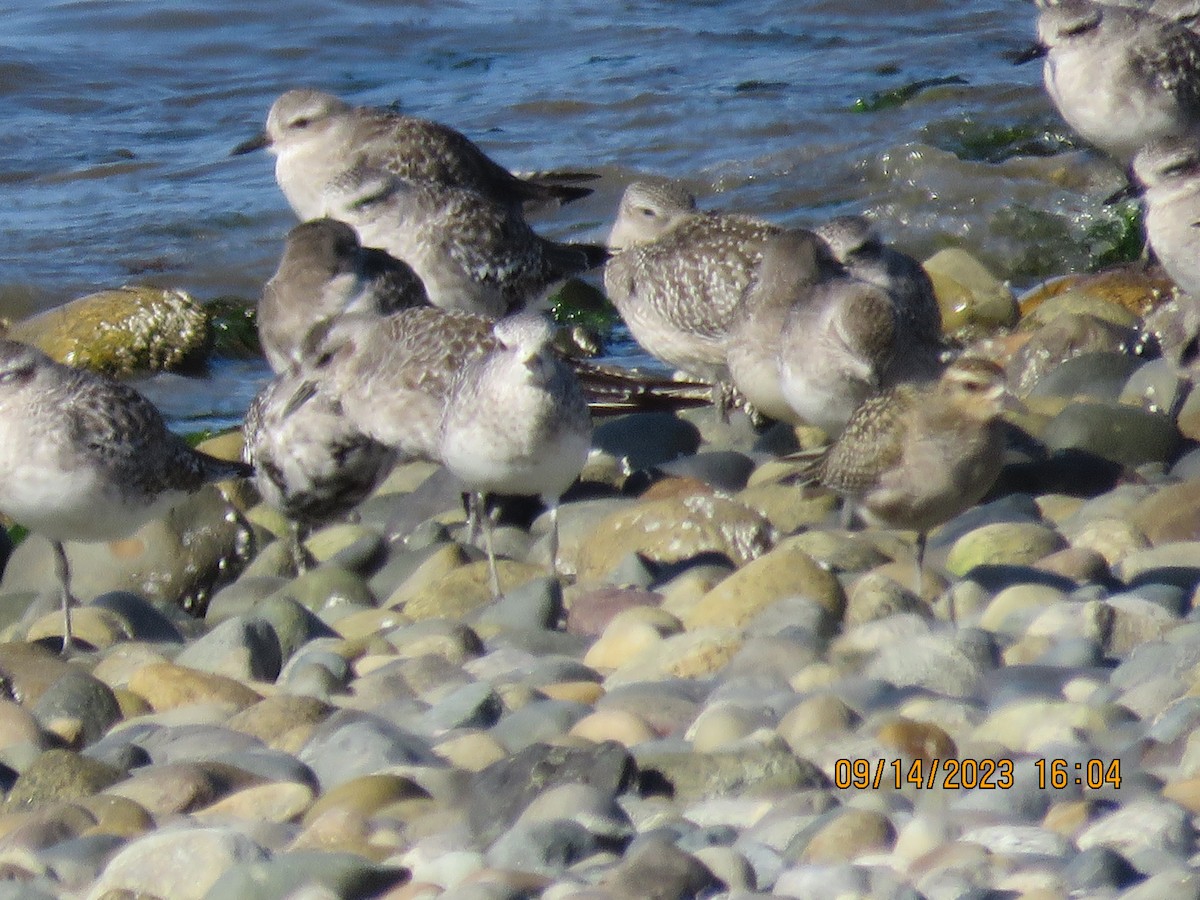 American Golden-Plover - ML608847148