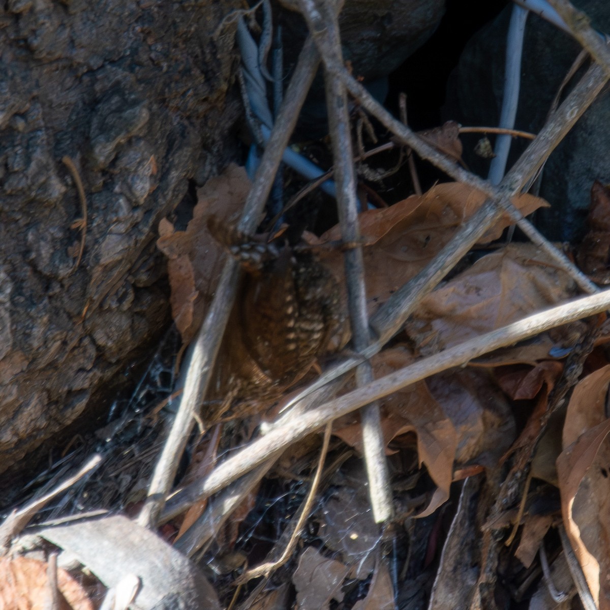 Winter Wren - ML608847275