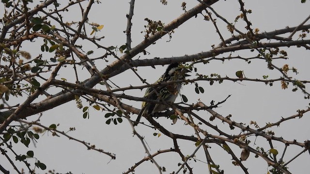 Pied Barbet - ML608847349