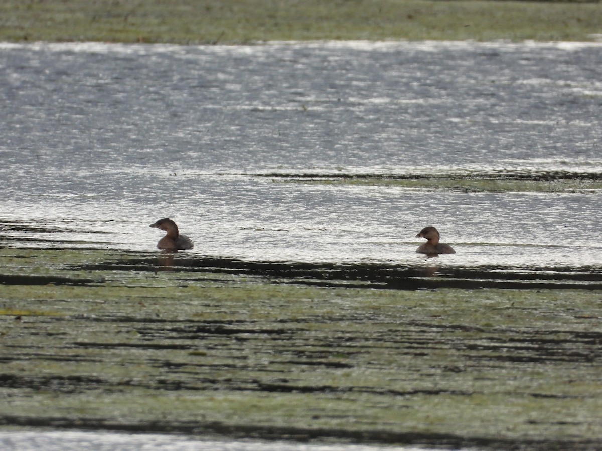 Pied-billed Grebe - ML608847405