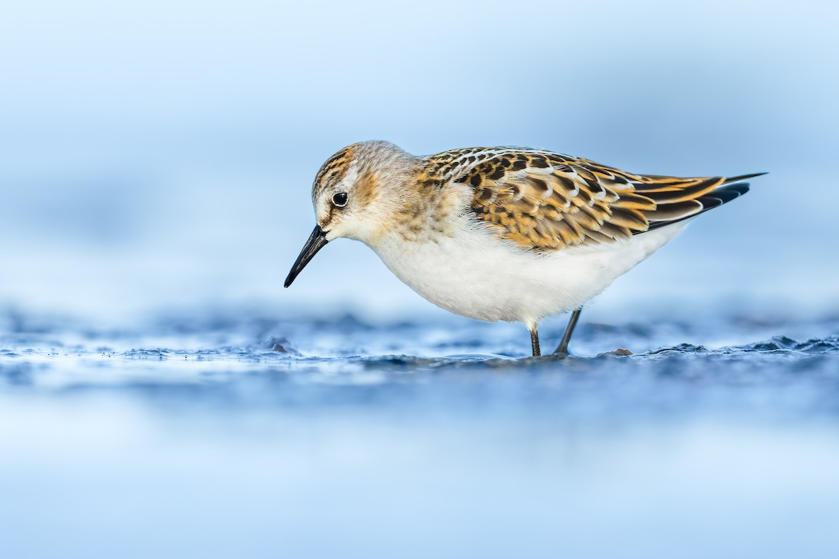 Little Stint - ML608847428