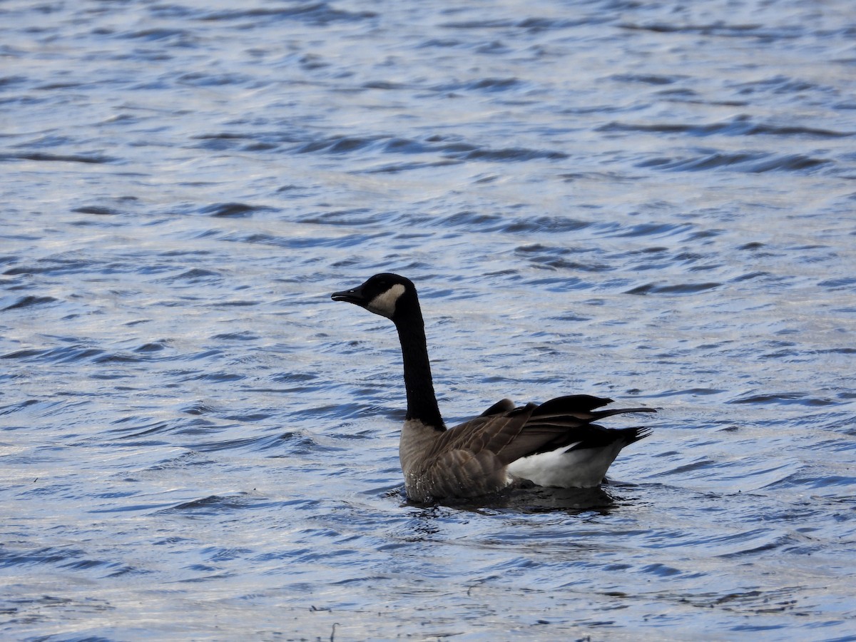 Canada Goose - ML608847448