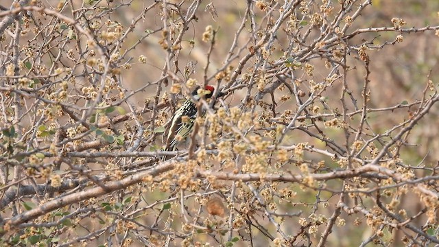 Rotstirn-Bartvogel - ML608847449