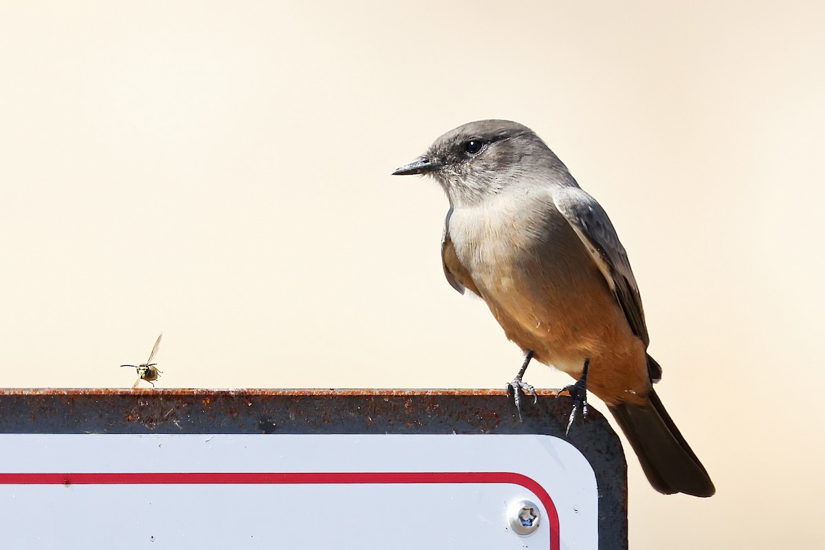 Say's Phoebe - ML608847484