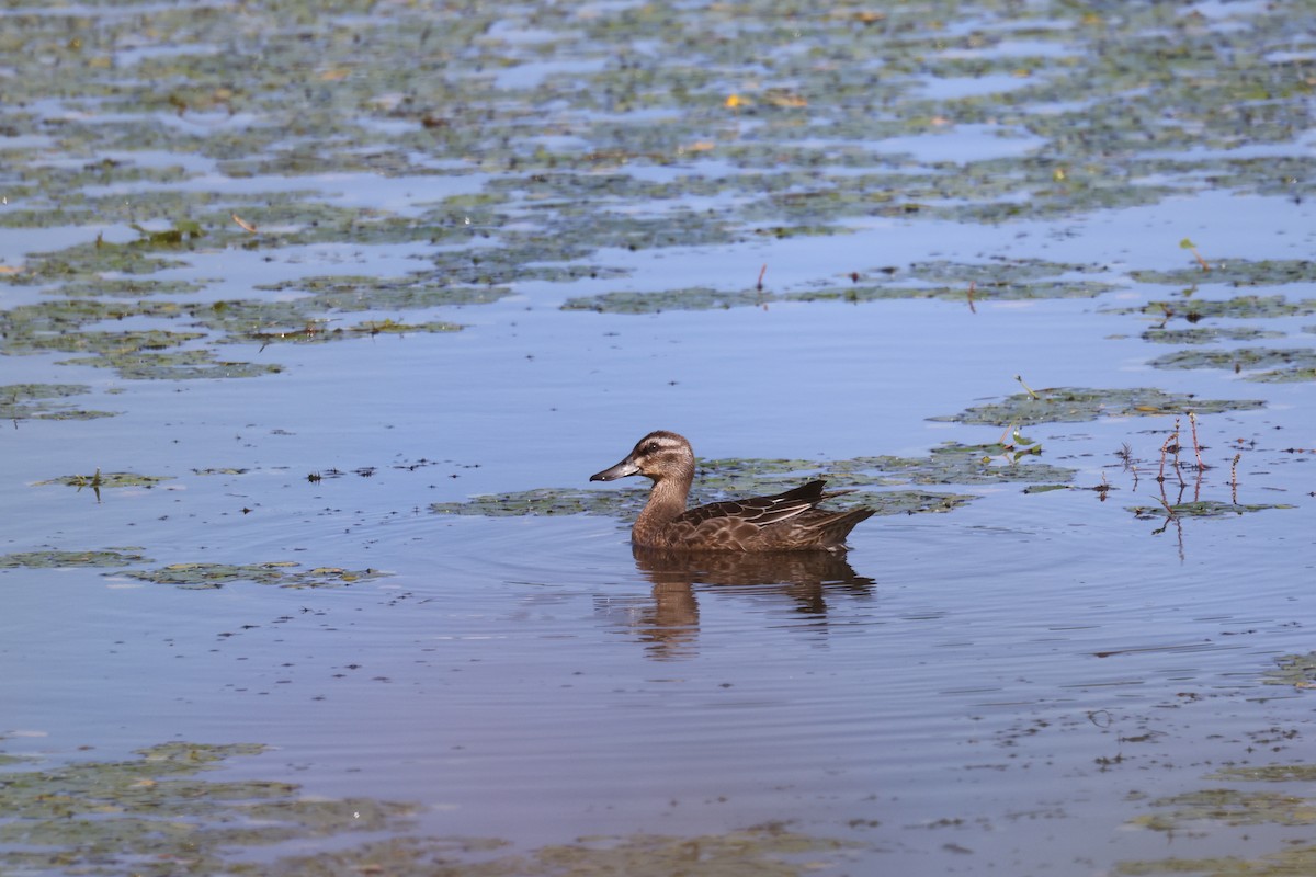 Garganey - Akinori Miura