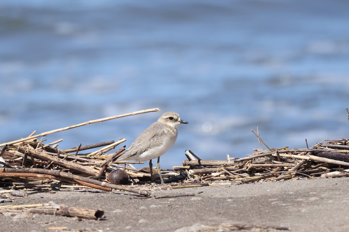 Siberian Sand-Plover - Akinori Miura