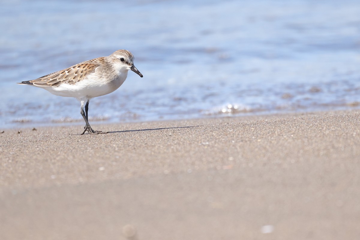 Red-necked Stint - Akinori Miura