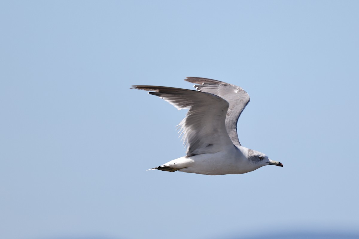 Black-tailed Gull - ML608847538