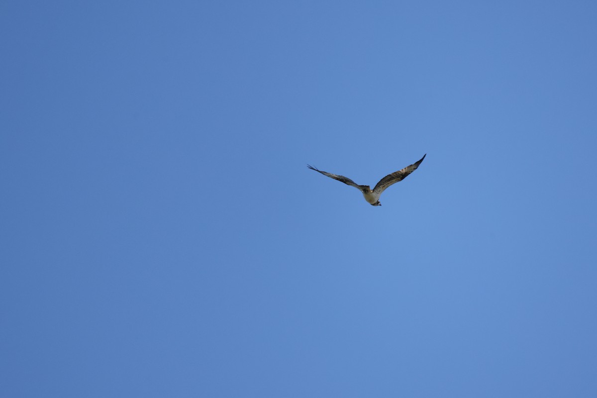 Águila Pescadora - ML608847540