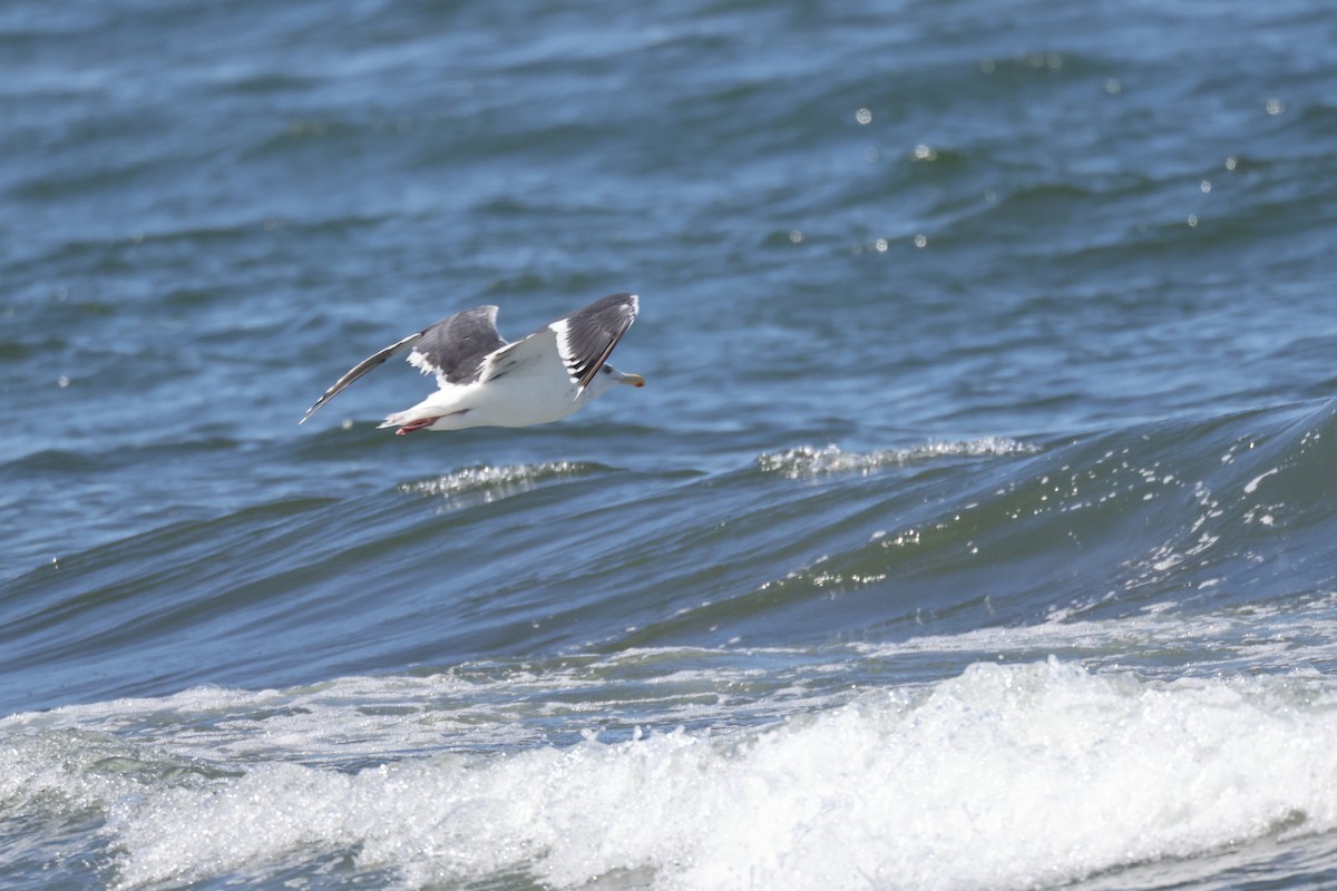 Slaty-backed Gull - ML608847555