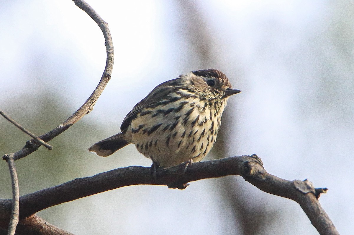 Speckled Warbler - ML608847593