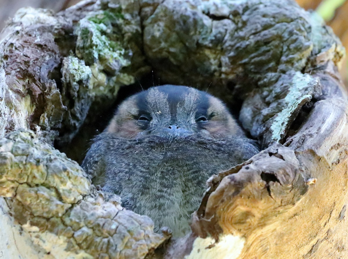 Australian Owlet-nightjar - ML608847601