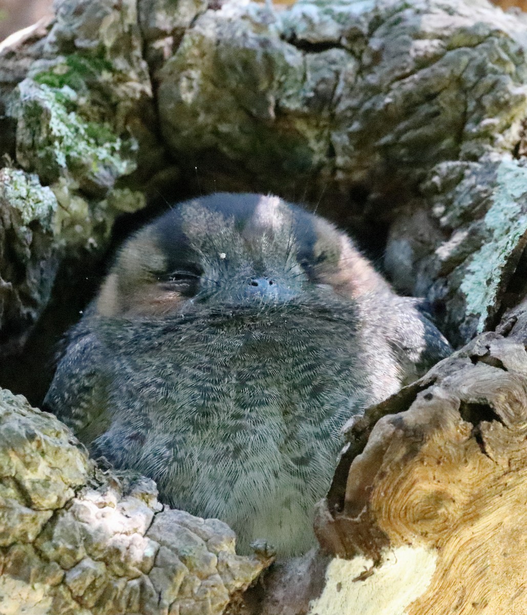 Australian Owlet-nightjar - ML608847602