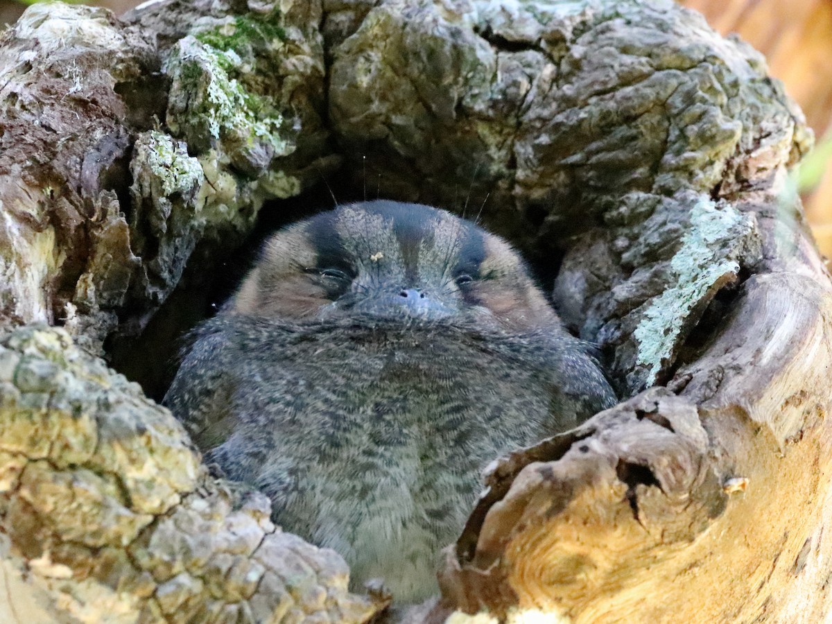 Australian Owlet-nightjar - ML608847603