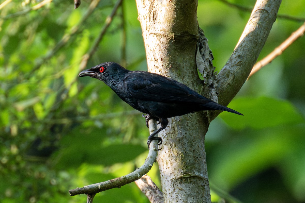 Asian Glossy Starling - ML608847639