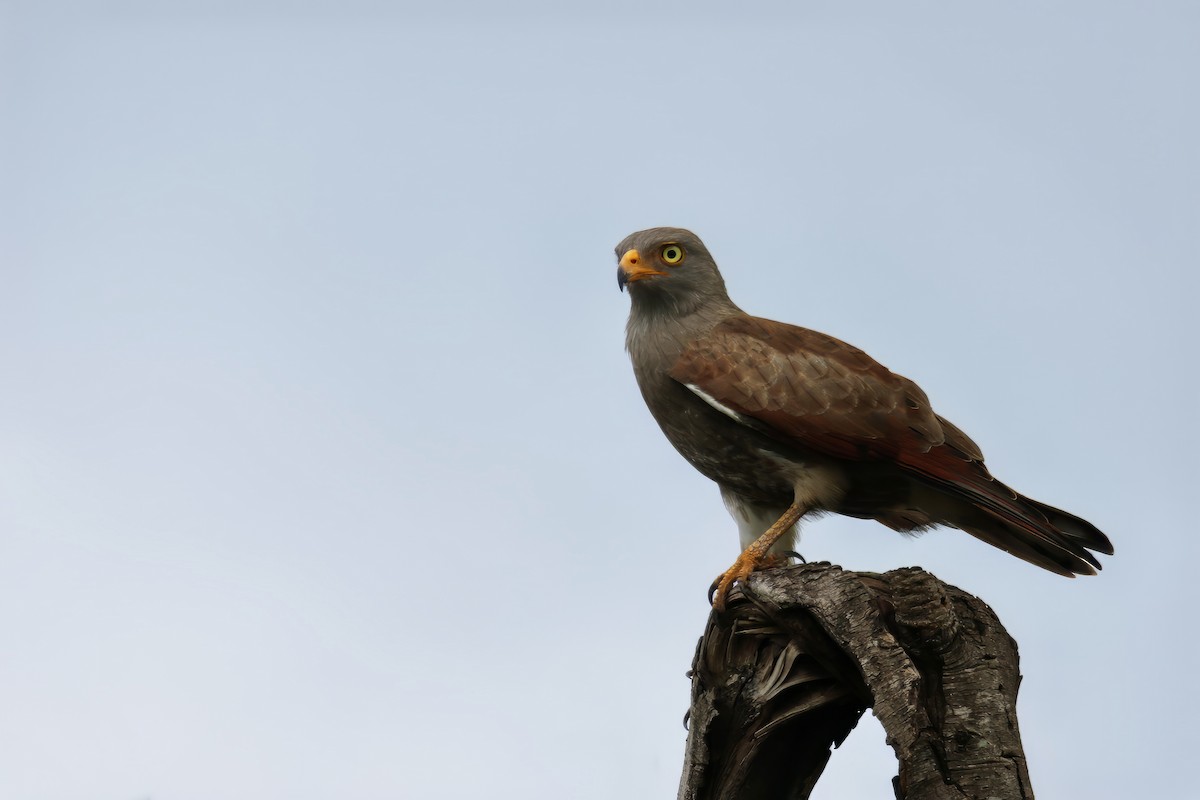 Rufous-winged Buzzard - Jens Toettrup