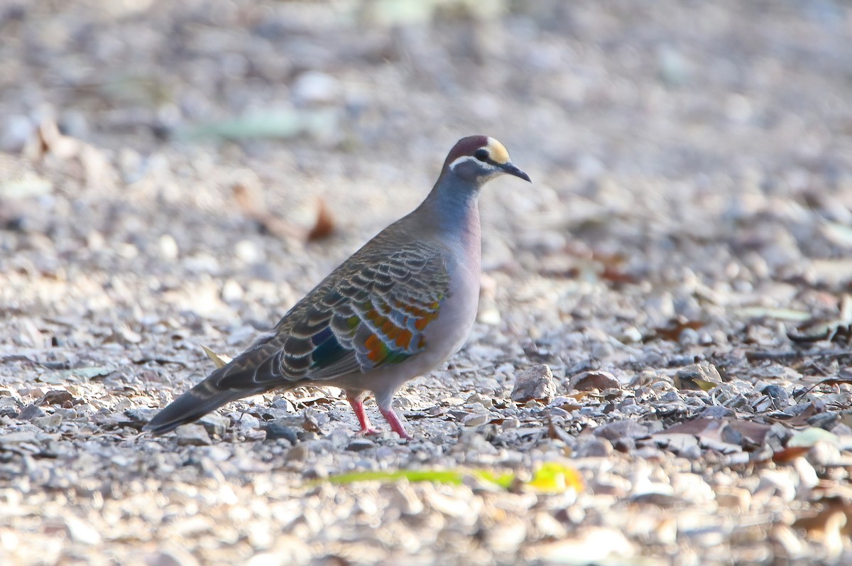 Common Bronzewing - ML608847659