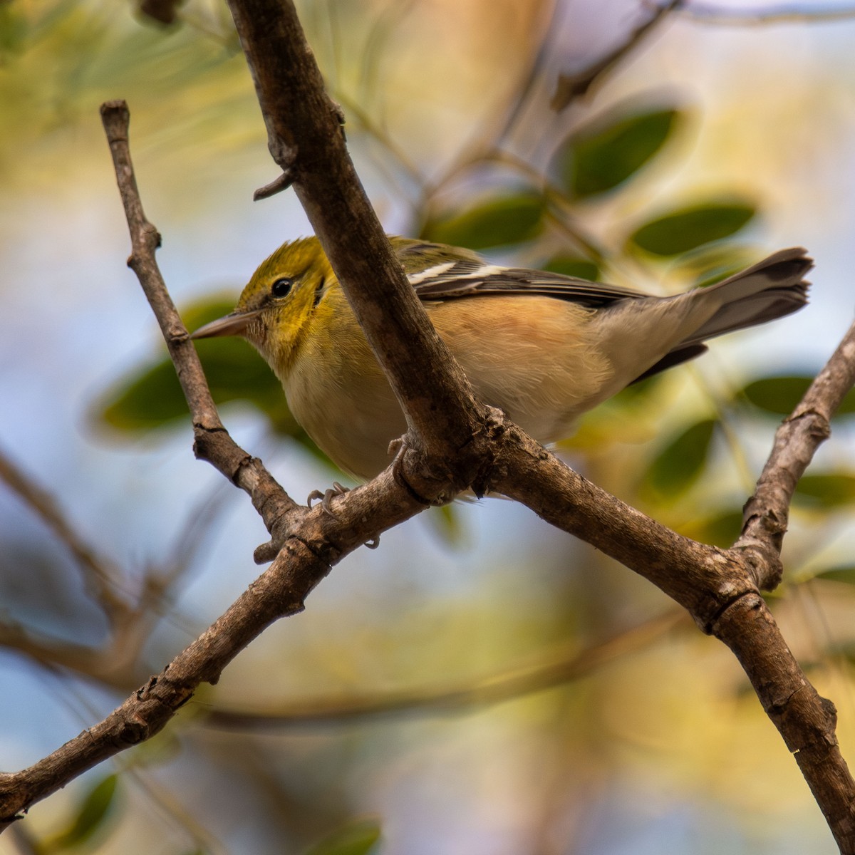 Bay-breasted Warbler - ML608847668