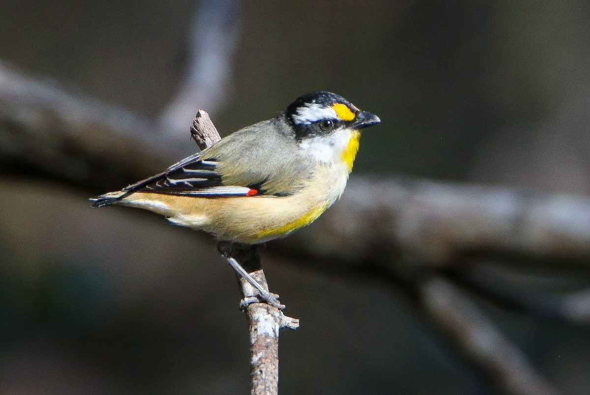 Striated Pardalote - ML608847710