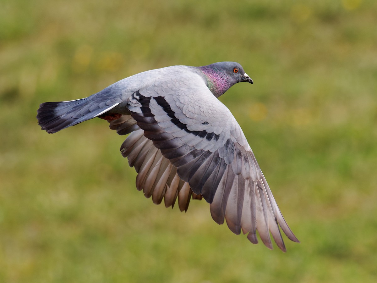 Rock Pigeon (Feral Pigeon) - ML608847742