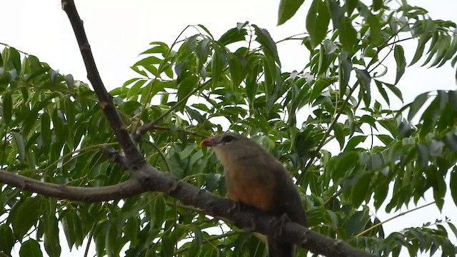 Sirkeer Malkoha - ML608847831