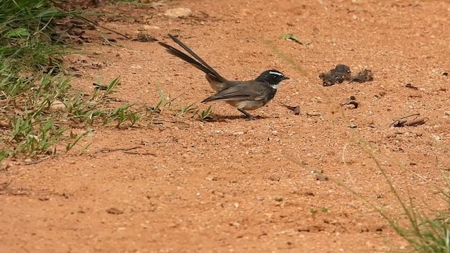 Spot-breasted Fantail - ML608847865