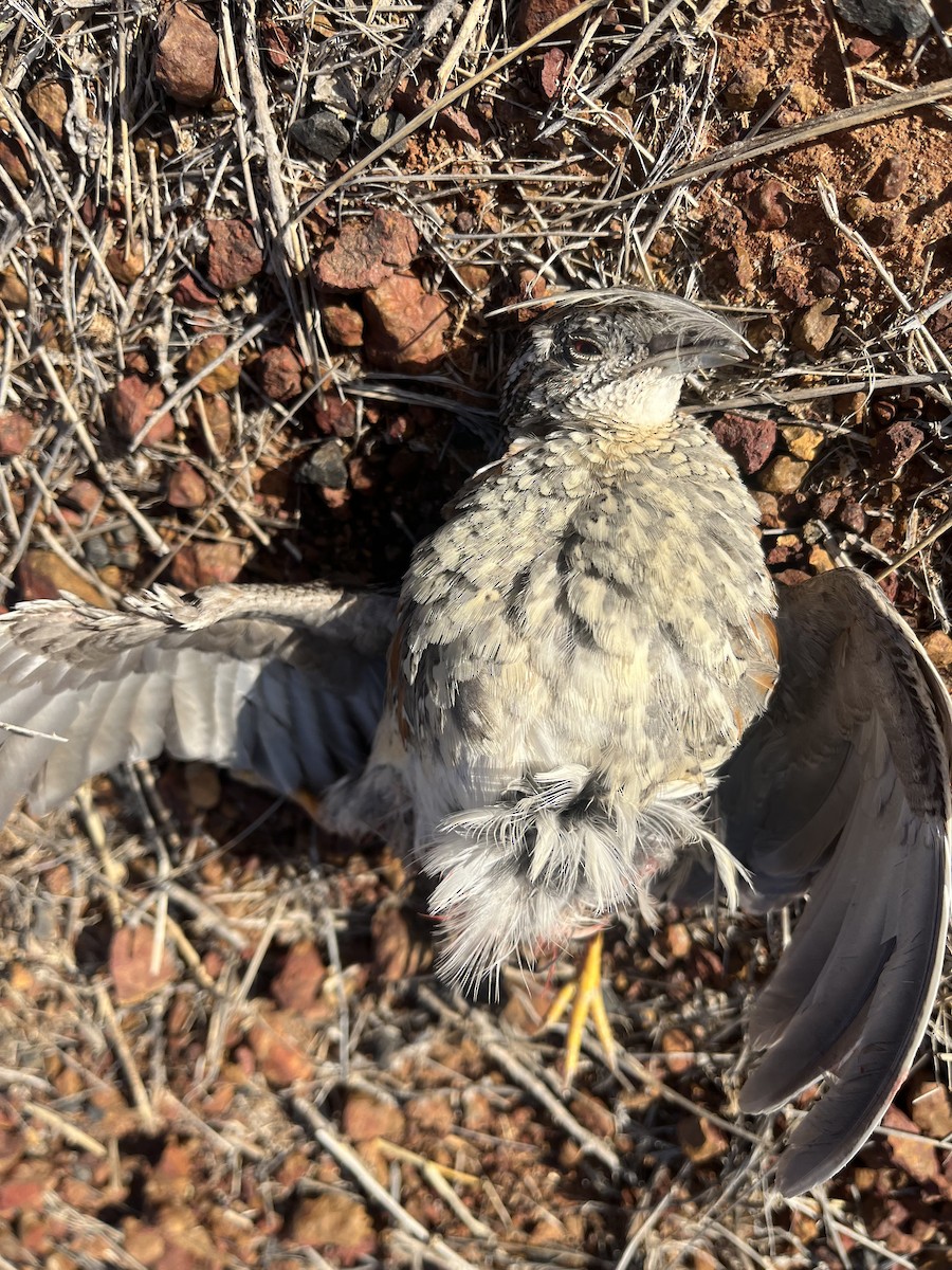 Painted Buttonquail - ML608848021