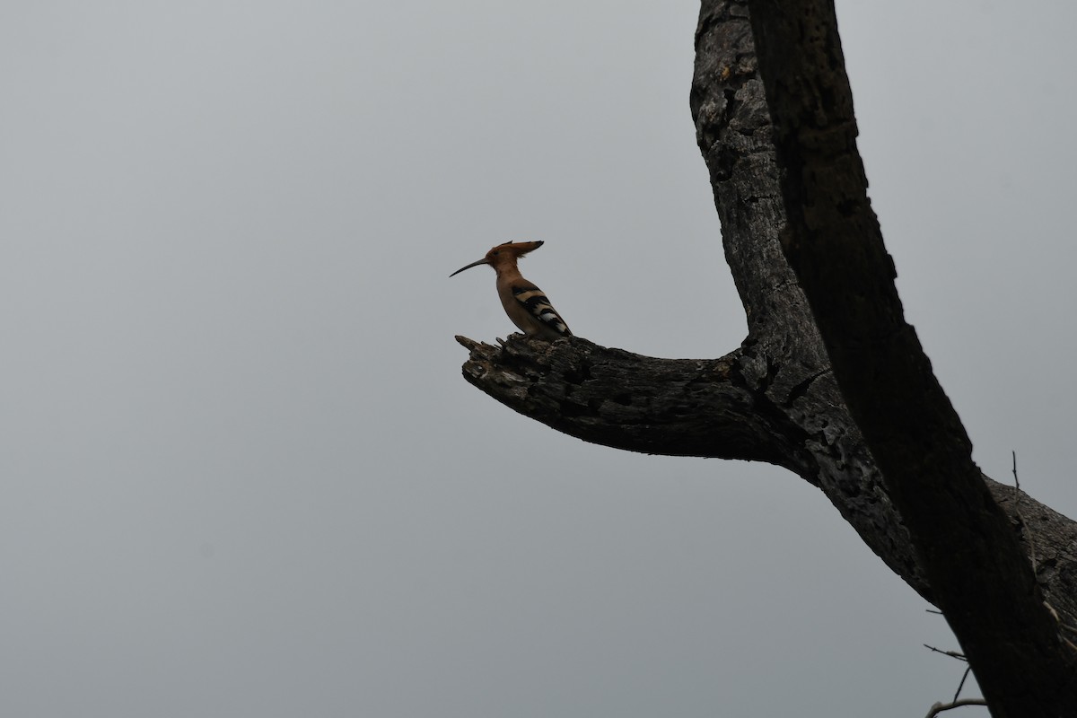 Eurasian Hoopoe - ML608848084