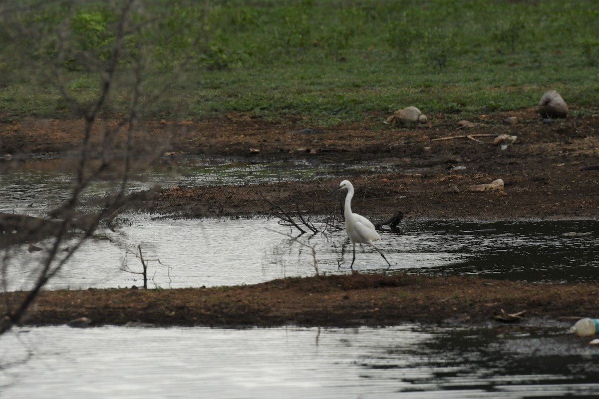 Little Egret - ML608848219