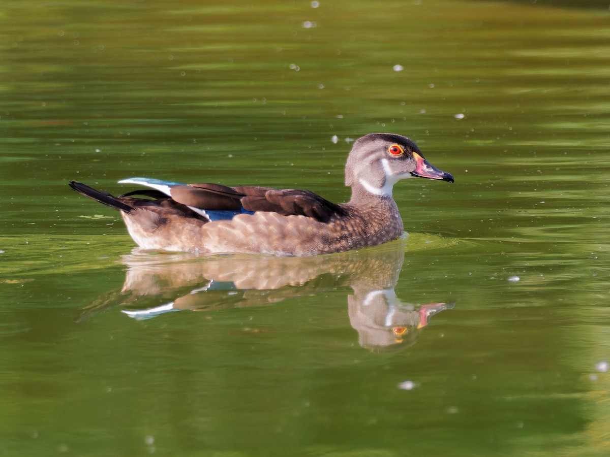 Wood Duck - ML608848226