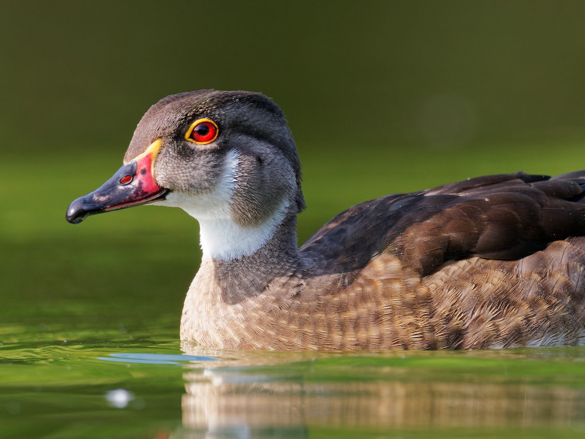 Wood Duck - Sebastian Stumpf