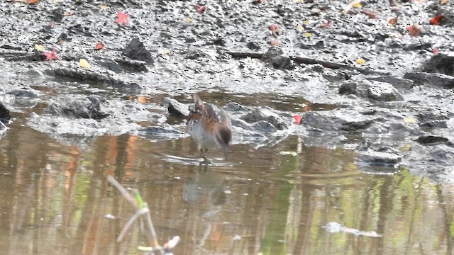 Baillon's Crake - ML608848281